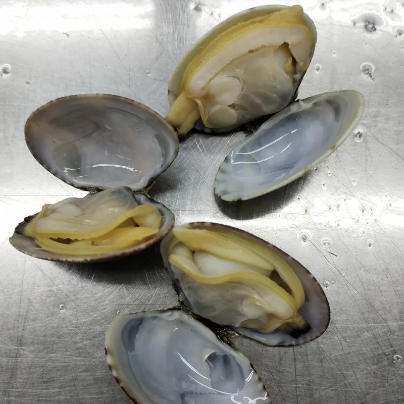 seafood supplier live frozen short necked clam with shell