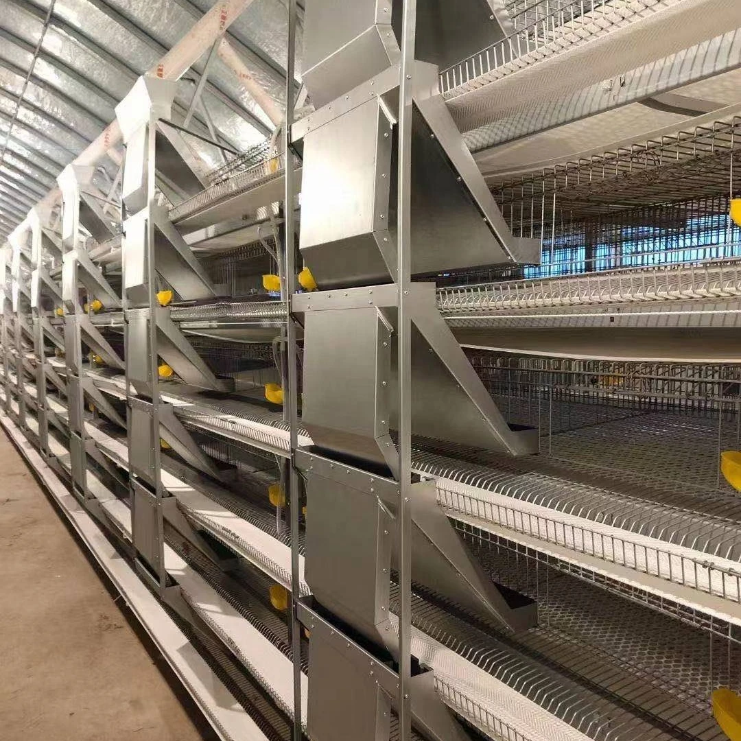 Top quality fully automatic H Type quail Cage for Quail Farm from china factory directly price
