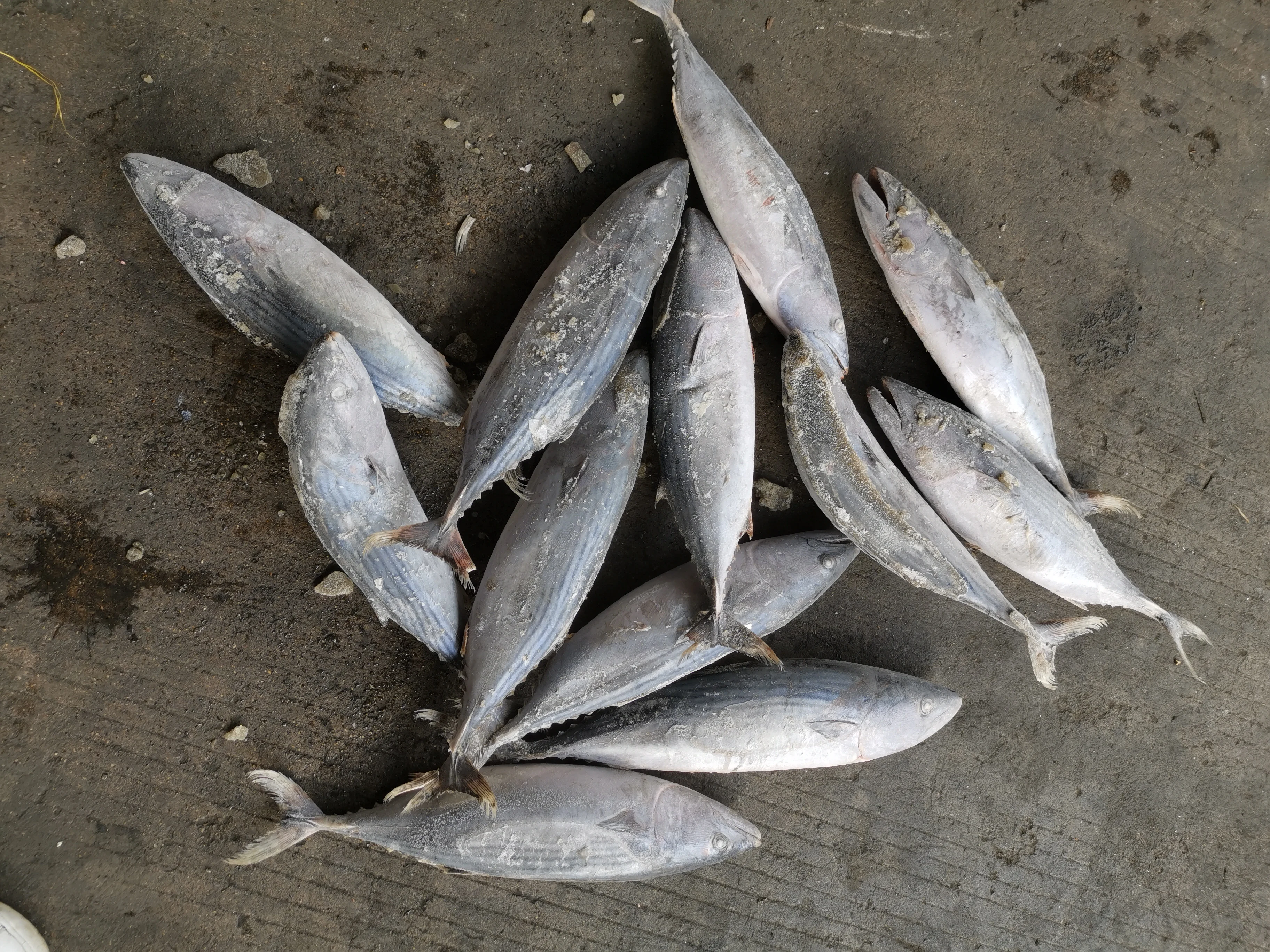 Sea frozen Striped Bonito Fish Sarda Orientalis