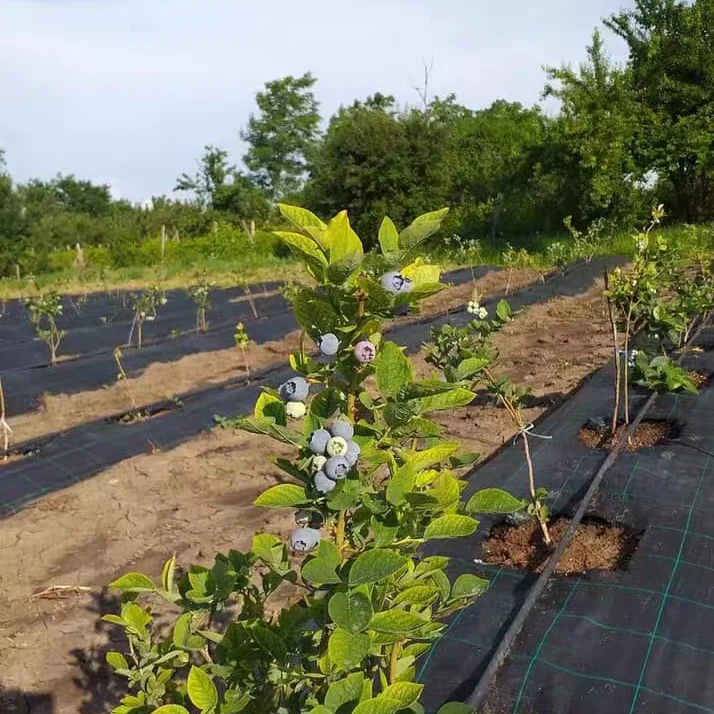 Garden agriculture weed control roll Membrane Landscape Fabric Heavy Duty Weed Mat Ground Cover