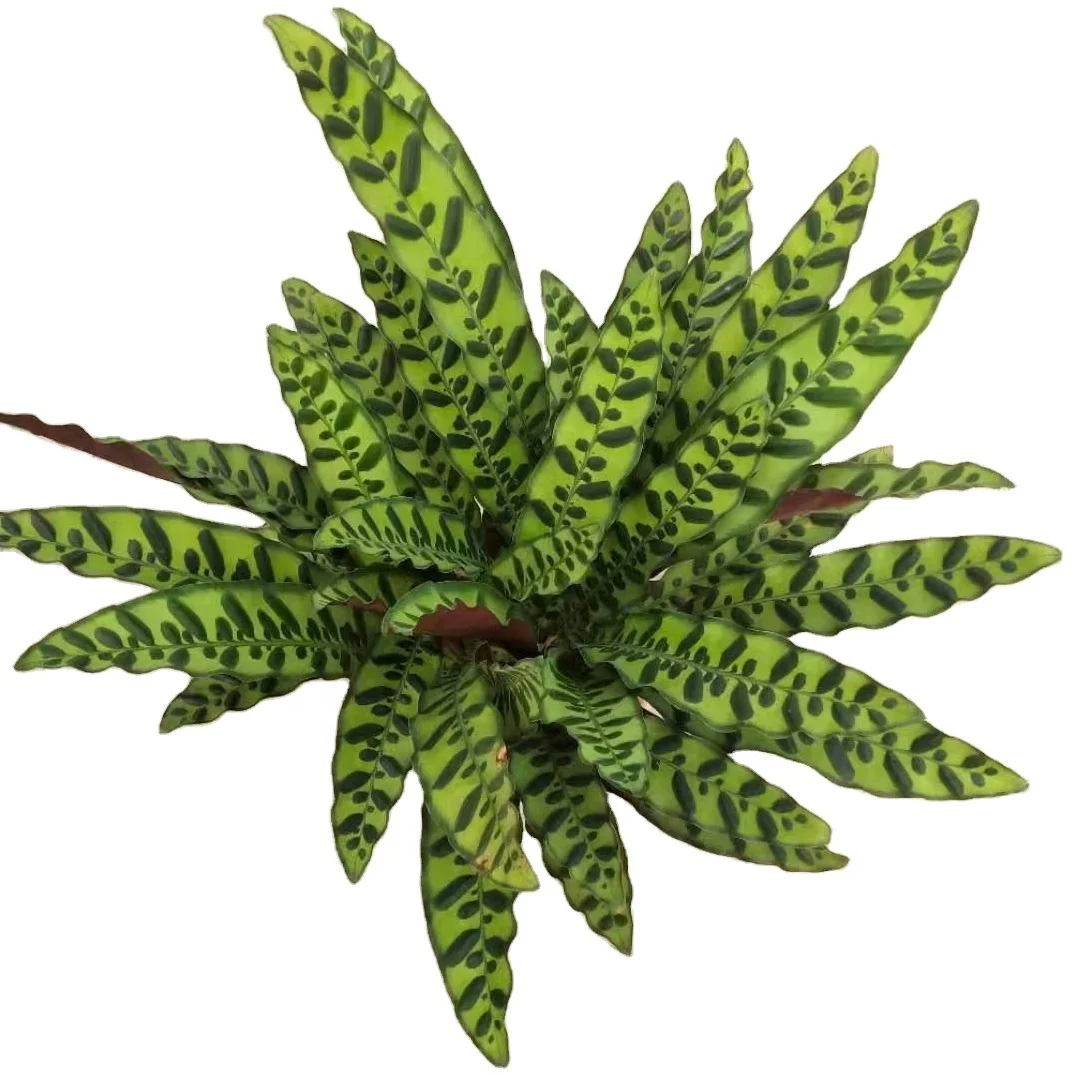 
hotsale high quality ins Popular Calathea Lancifolia ornamental live plant bonsai foliage plant on sales 