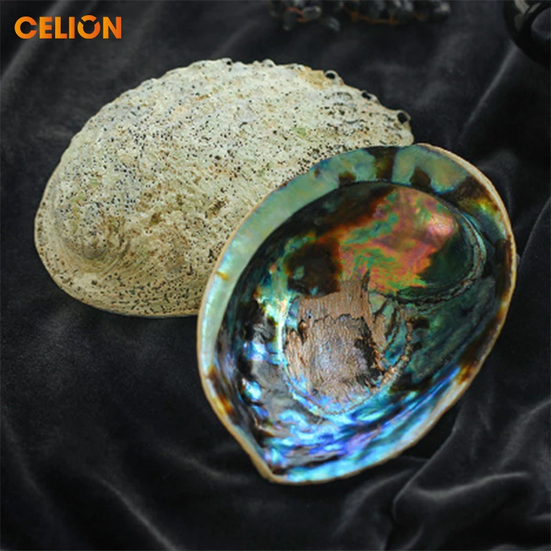 Юбилейный праздник цена на природную новозеландскую ракушку Abalone большие размазывающие снаряды