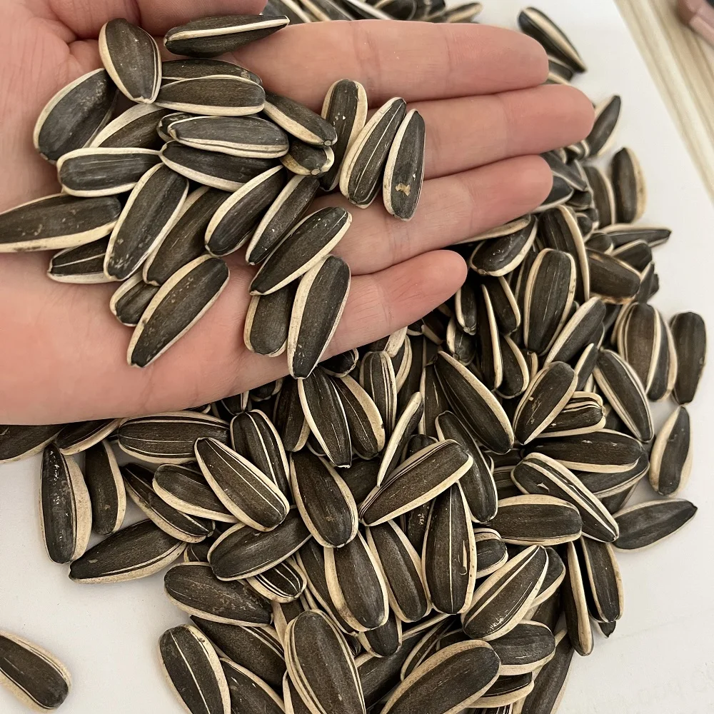 Chinese black white raw 5009 361 sunflower seed kernel price roasted sunflower seeds