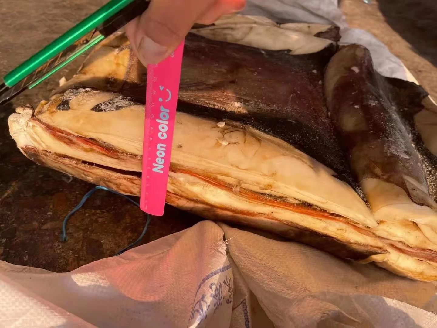 Wholesale Good Sale Seafood Frozen Peru Squid Meat With Skin Giant Squid Fillet