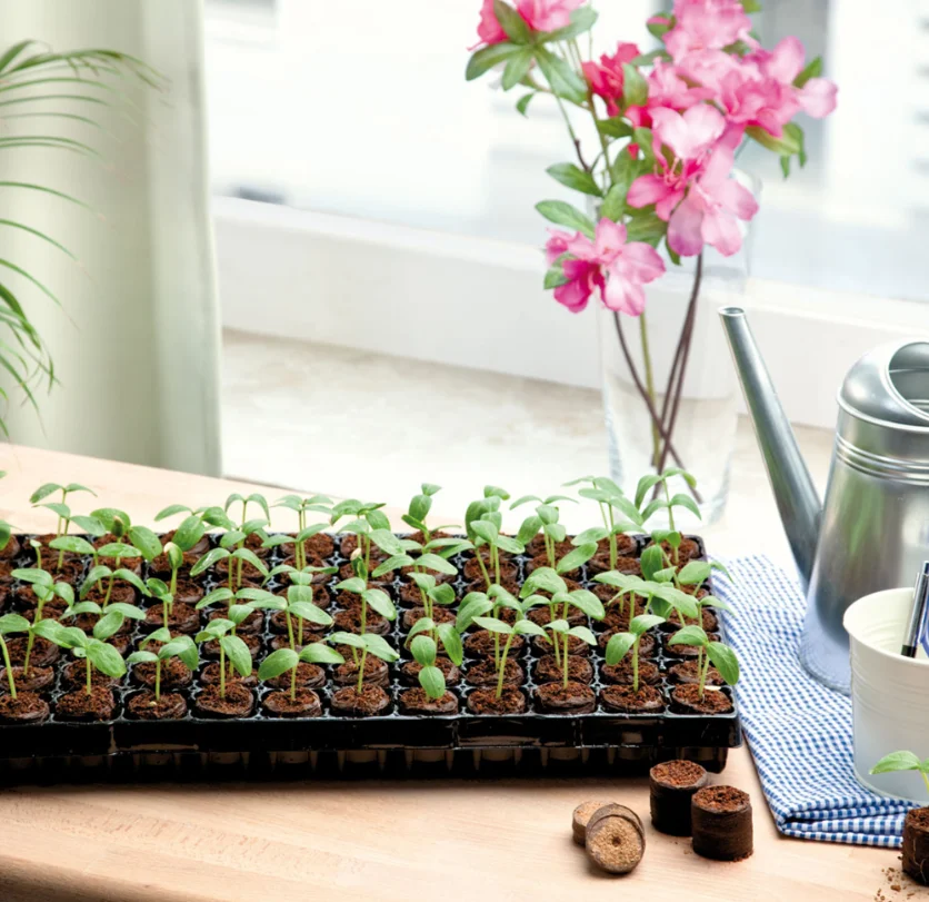 Reusable 72 Cell Seed Starter Propagator Tray With Plugs Cell Tray Seedlings Grow Plug Tray Seedlings