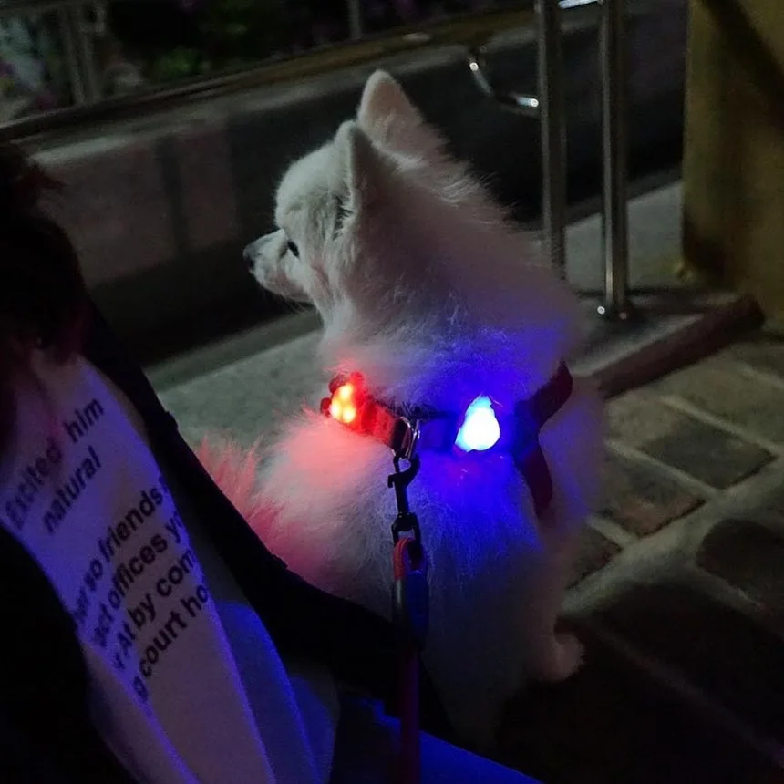 Laroo  Light Up Dog Tags Flashing Dog Camping Gear LED Clip-on Pet ID Pendant Glowing  Dog Collar Light for Night Walking
