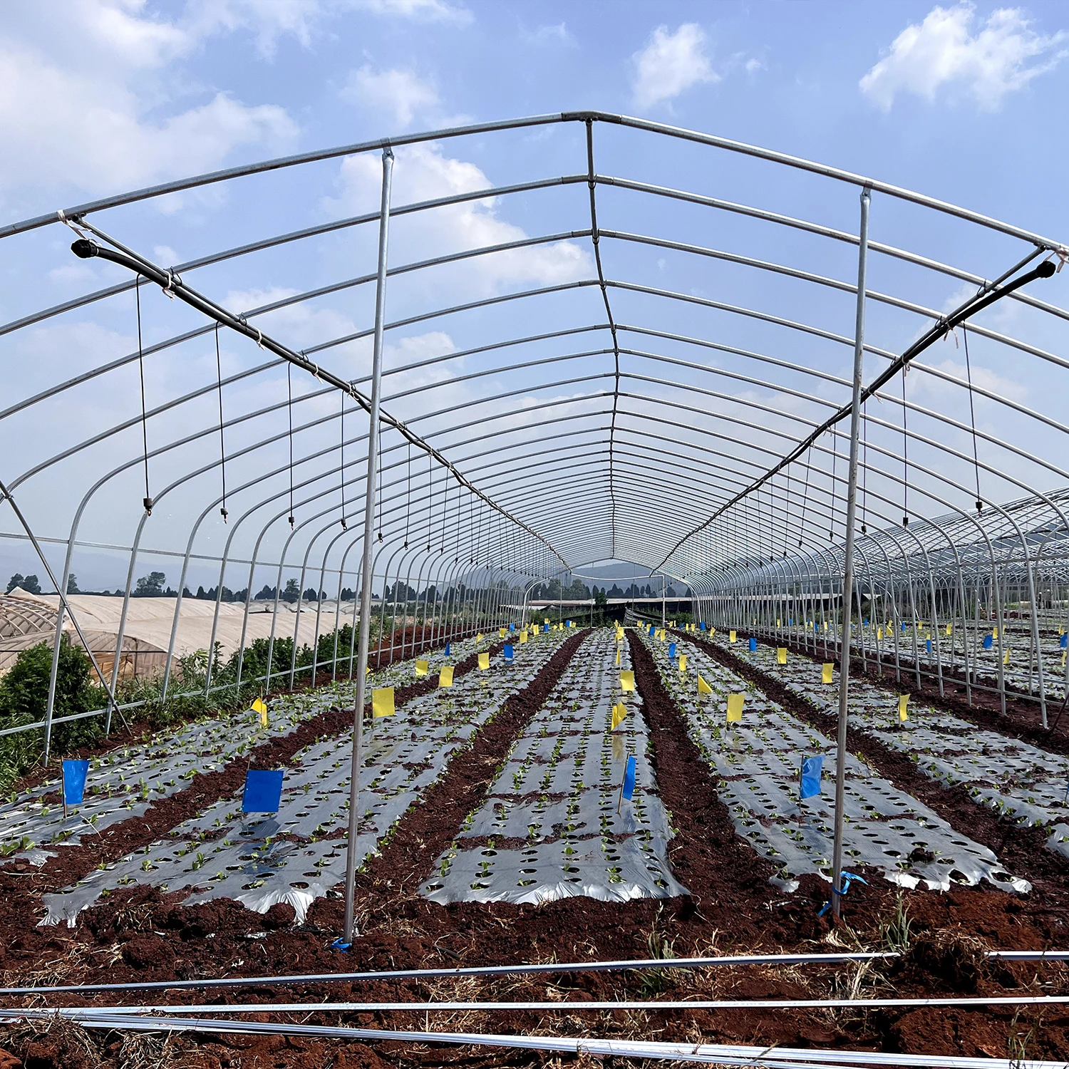 strawberries vertical farm hydroponic growing Greenhouse Film Tunnel  Strawberry Tomatoes Cucumber Greenhouse for sale