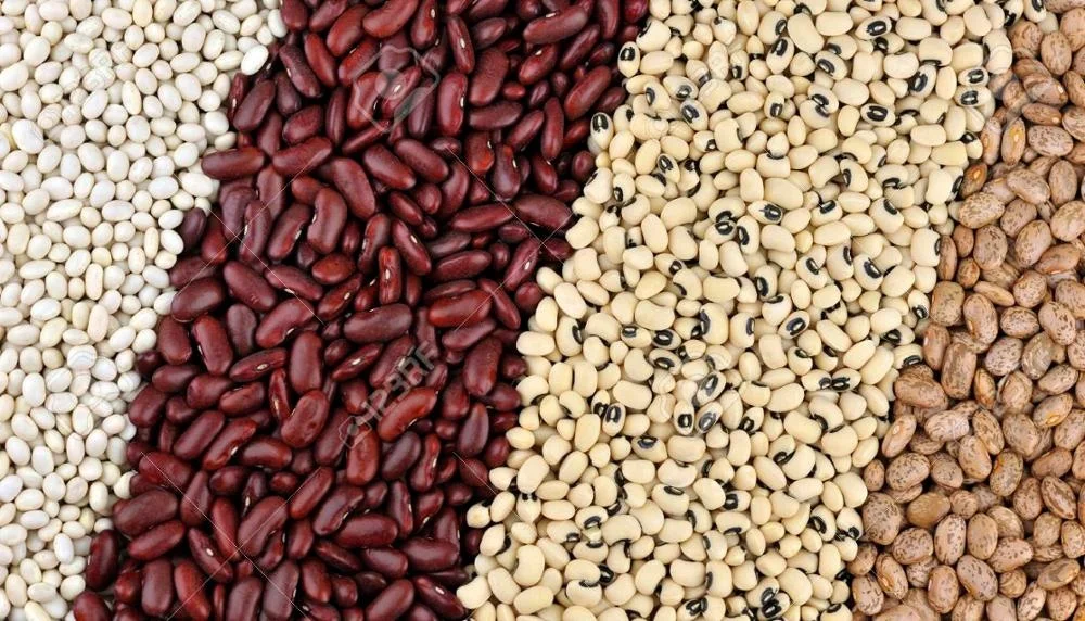 Premium Quality Madagascar Black Eye Beans for fooding purpose