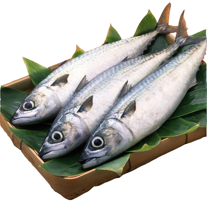  Замороженная скумбрия Scomber Fish хорошего