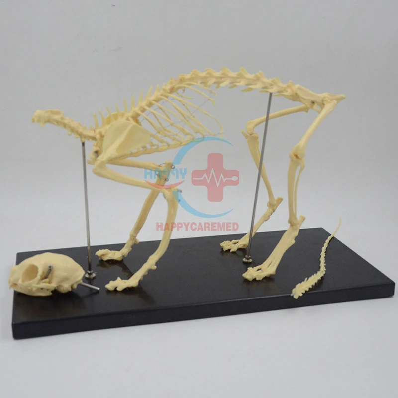 HC-R125A veterinary medical feline model Cat skeleton demonstration model