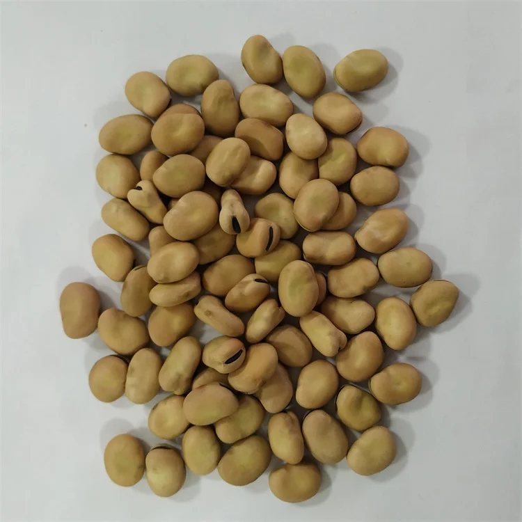 
High Quality Broad Bean Dried Fava Bean For Sale 