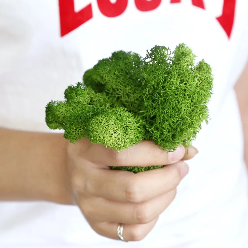 Amazon Hot selling wall home wedding decor Natural moss Preserved Reindeer Moss