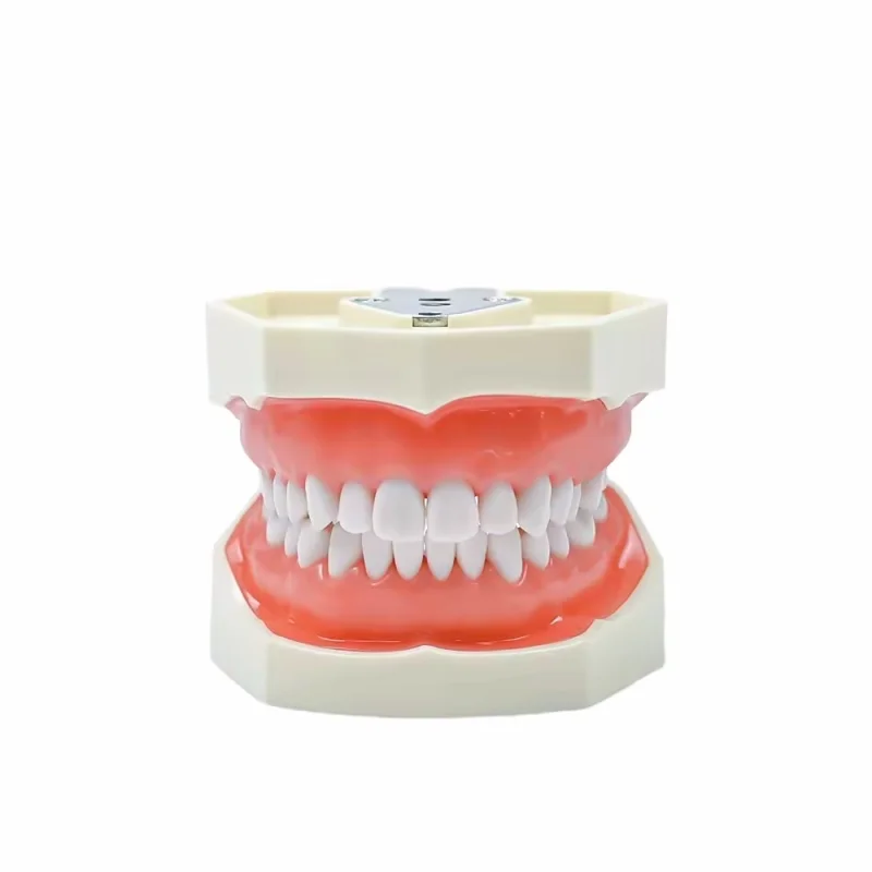Dental study dental model teeth model dental school 28pcs teeth with screw dental restoration jaw model