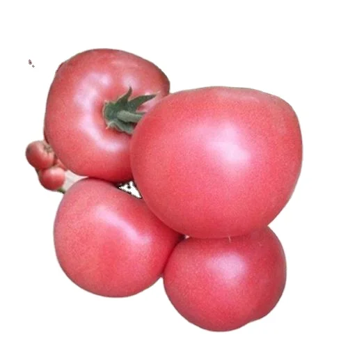 Yinong F1 hybrid high yield pink tomato seeds best price for sale