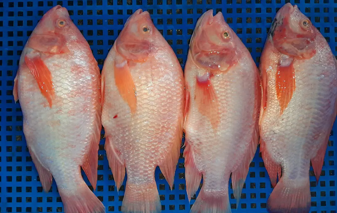 
Seafood Best Taste And High Quality Frozen Red Meat Tilapia Fish With Good Price Only This Summer Made in Vietnam 2021 