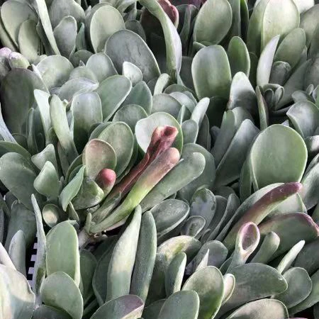 Оптовая продажа, суккулентные растения, каланхоэ тирсифолия, «огненная лиса»