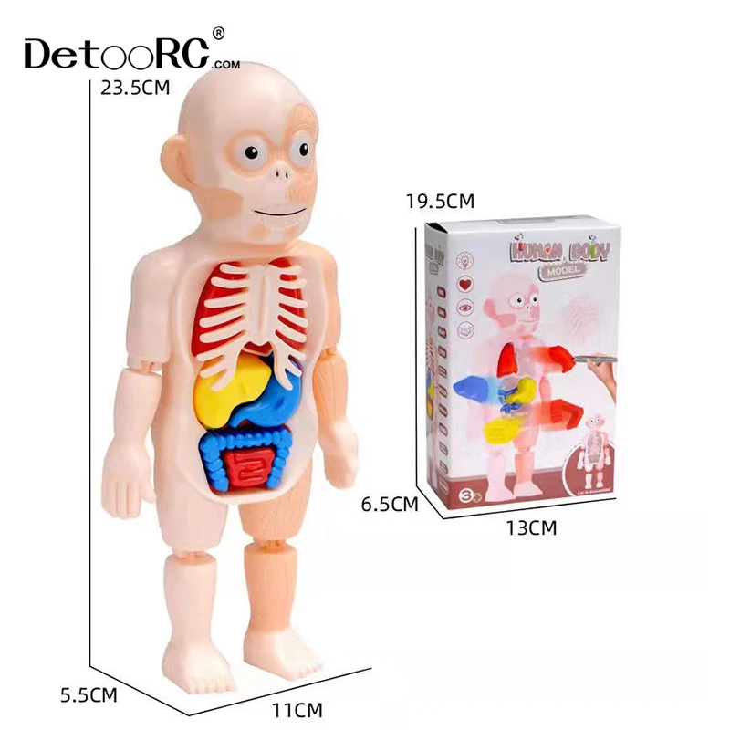 
Detoo DIY Artificial human organ education model intelligence assembled toys for kids human body model toys 