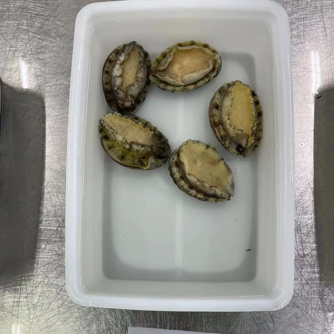 FROZEN BOILED ABALONE steamed  canned  ABALONE   seafood  IQF   FOR SALE