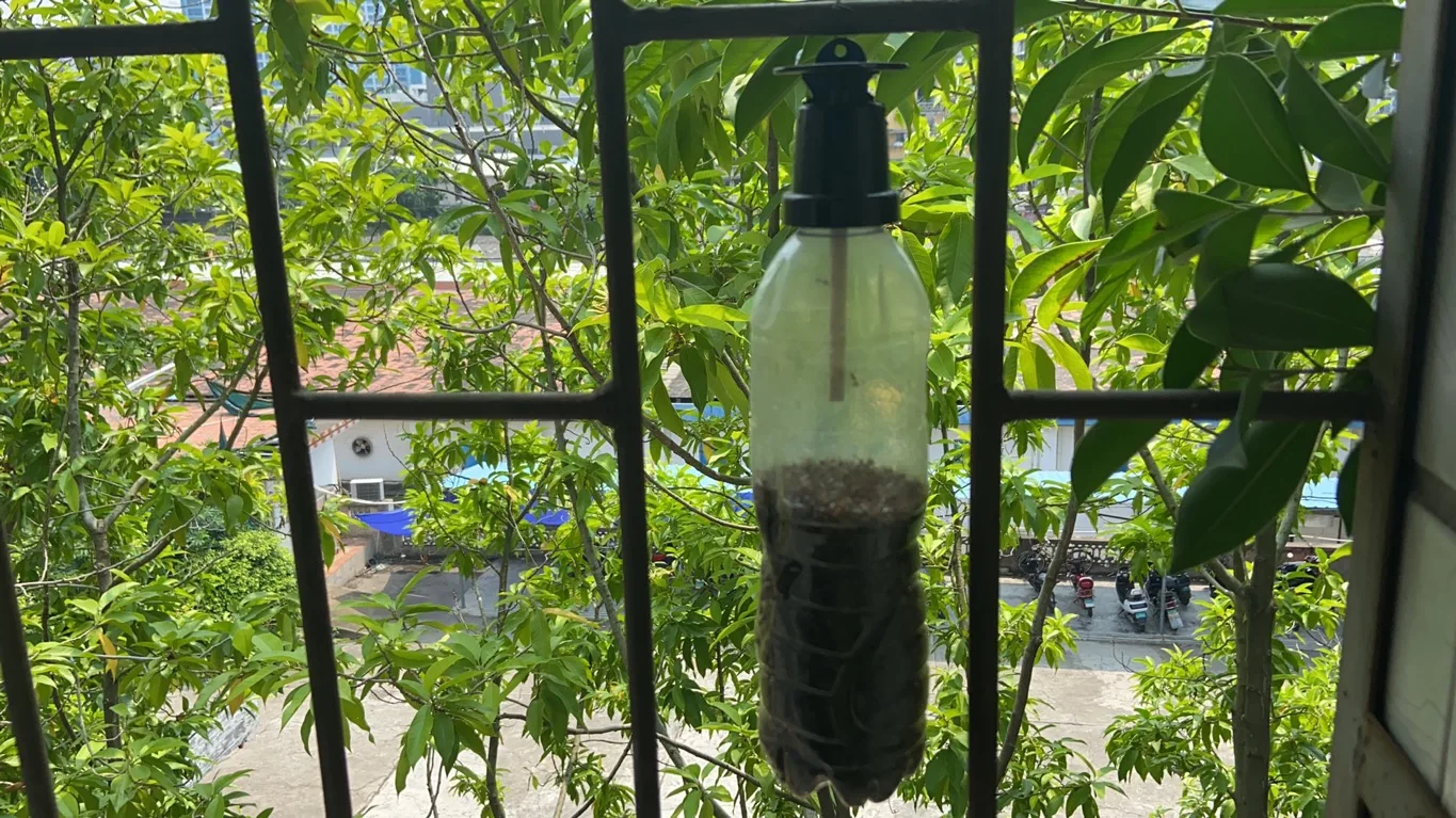 Hot sales mini fruit fly trap head with pheromone stick for Bactrocera Dorsalis from manufacturer