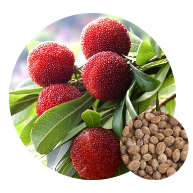 
2020 wholesale high quality tropical fruit seeds for Morella rubra 