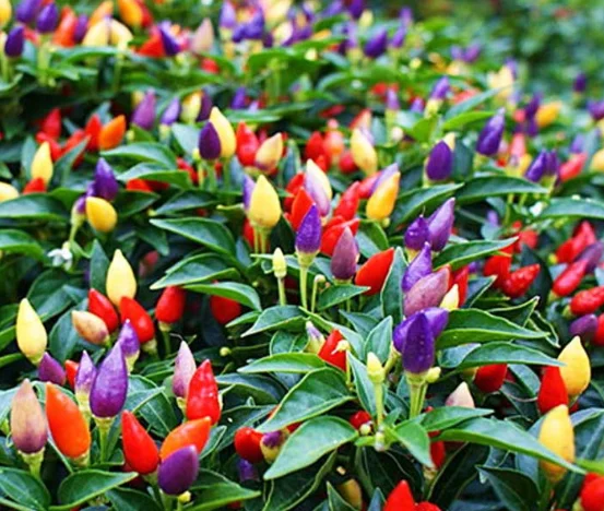 
Bolivian Rainbow Chilli Pepper Seeds for growing 