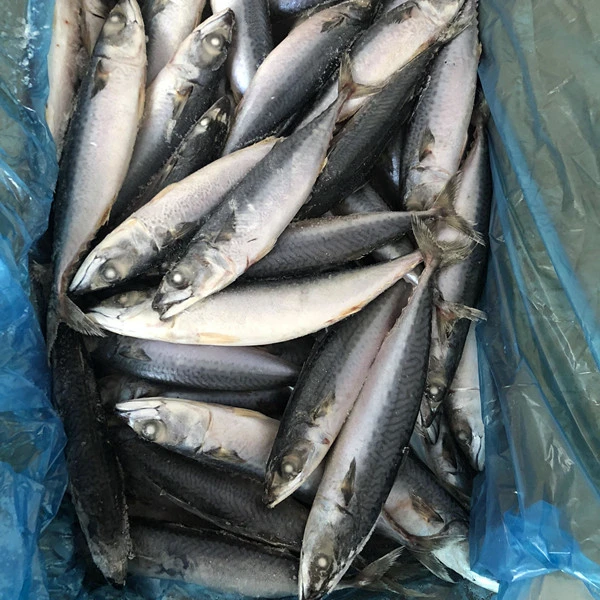 Замороженная рыба-скумбрия BQF Chub Тихоокеанская скумбрия