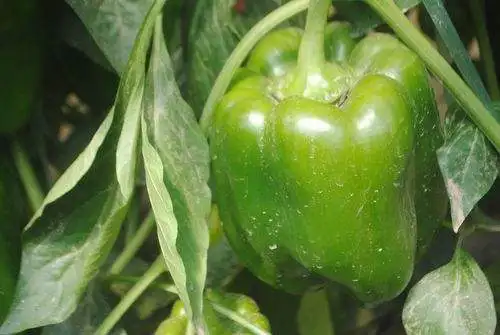 High Purity Acidic Potassium Phosphate (AKP) ,0-60-20 KH5(PO4)2 CAS Number 7778-77-0