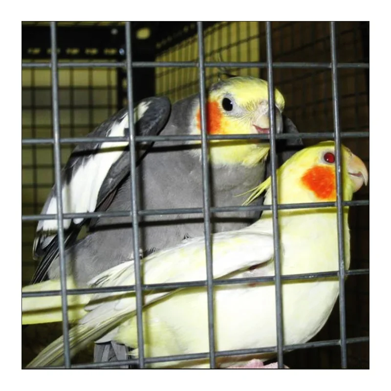 wholesale hot dipped  1inch *1.2*15m welded wire mesh  animal cages chicken farm