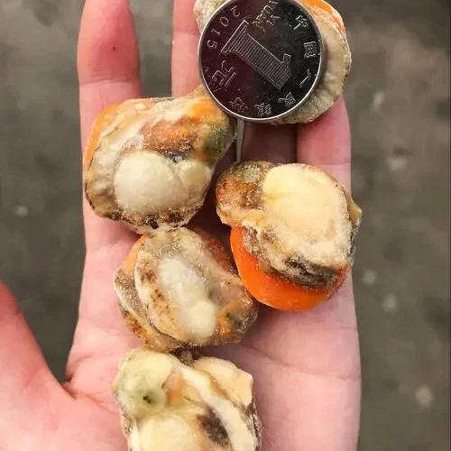 High Quality Factory Prices  Frozen Scallop Meat