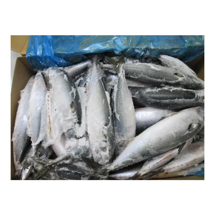 Bulk Good Price Hot Selling Factory Seafood Fresh Frozen Chilled  Scomber Japonicus Fish
