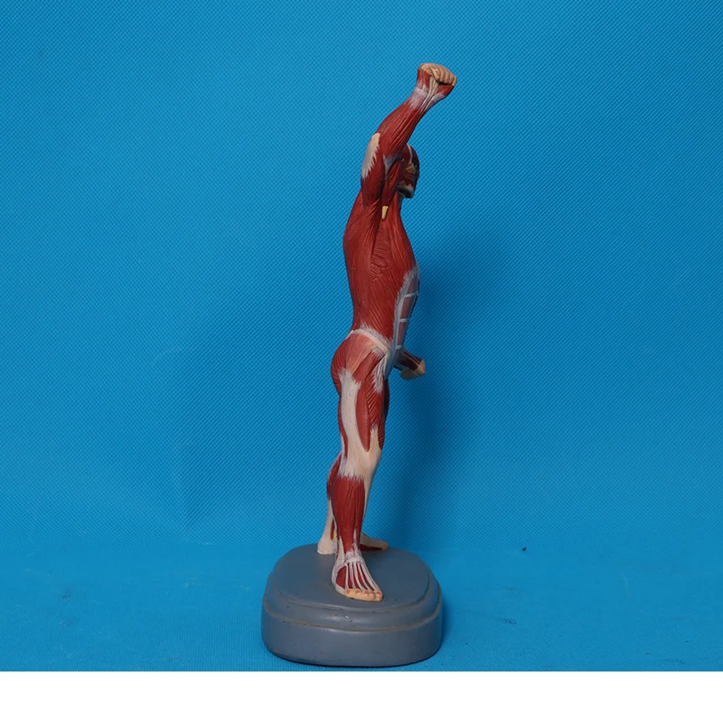 Anatomical magnification model of eyeball and eye frame