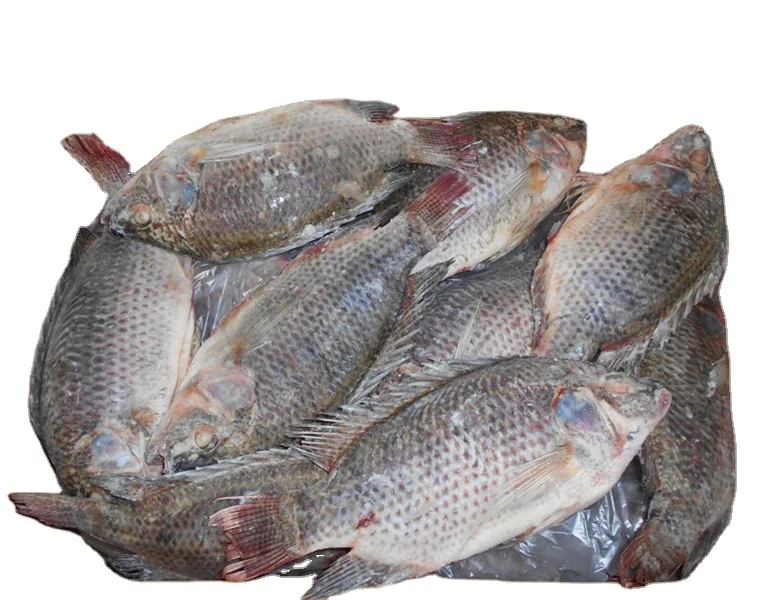 Hot sale live fesh tilapia gutted and scaled tilapia fish