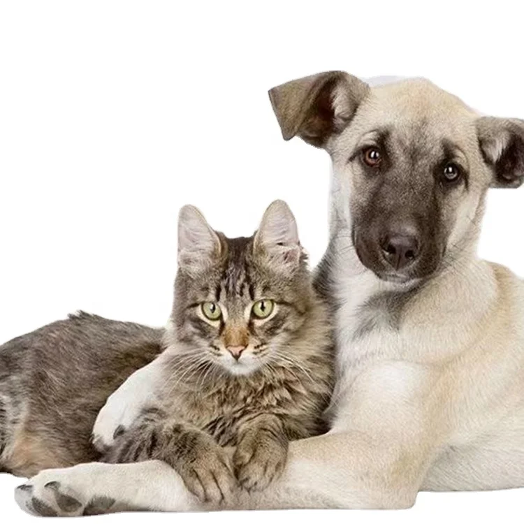 free sample and free shipment novel pet products 2024 new arrival best sale dog pee training pads  dog diapers