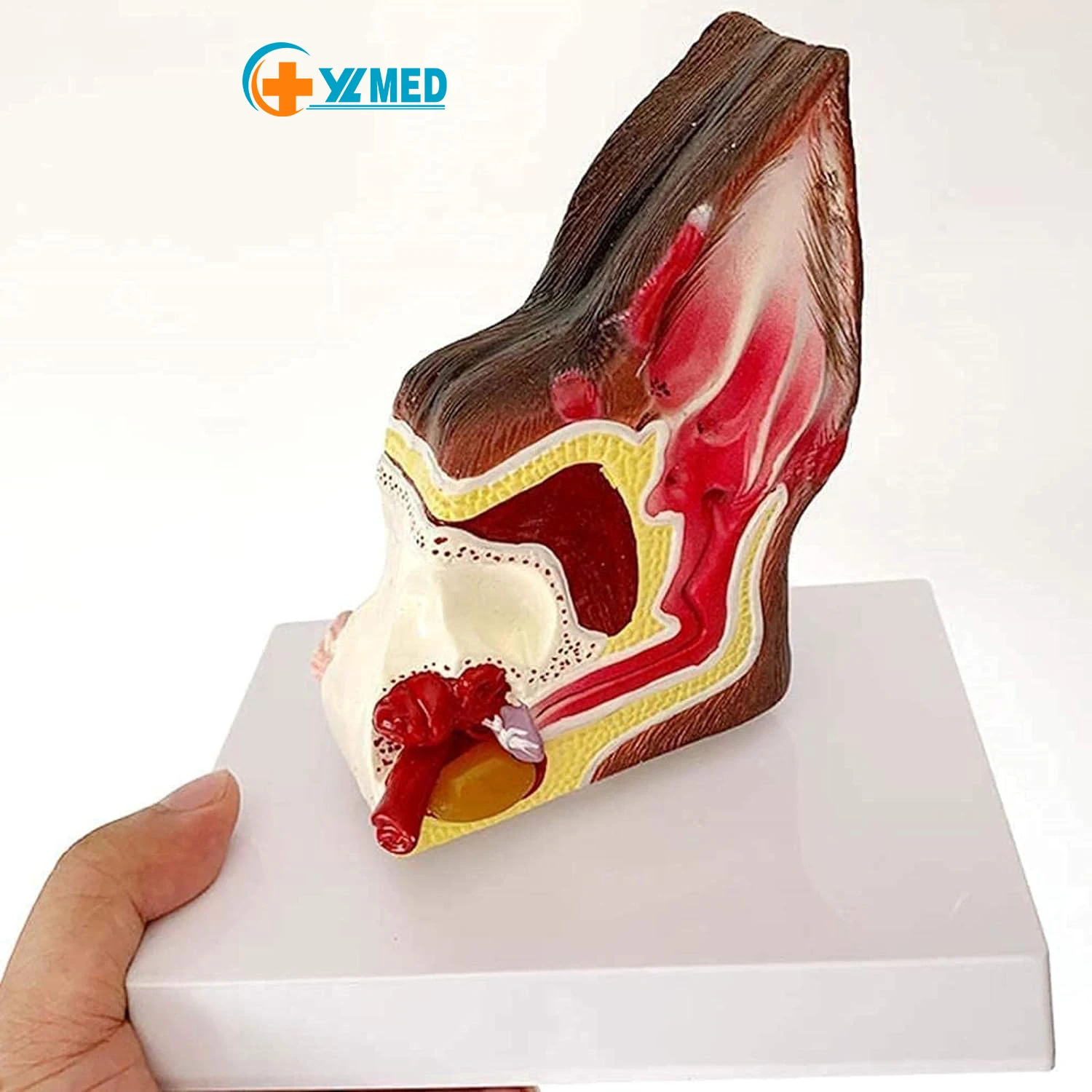 Hospital teaching display supplies Gifts Animal anatomy Anatomical models Canine pet dog ears Teaching resources