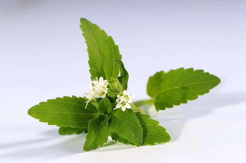 Natural Sweetener Plant Extract Stevia Leaf Extract Stevioside 98% Stevia Extract Powder