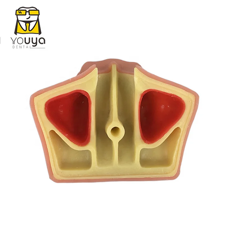 Dental sinus lift training model With soft gum,dental training model ,dental implant model