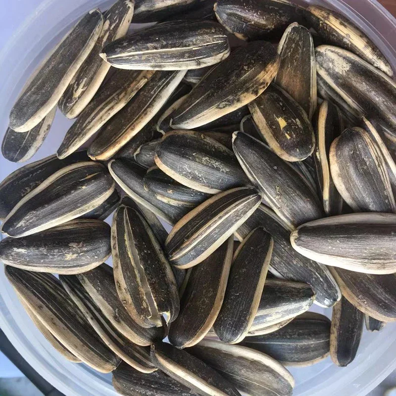 Delicious bulk sunflower seeds high quality organic hot sell delicious all kinds of sunflower seeds