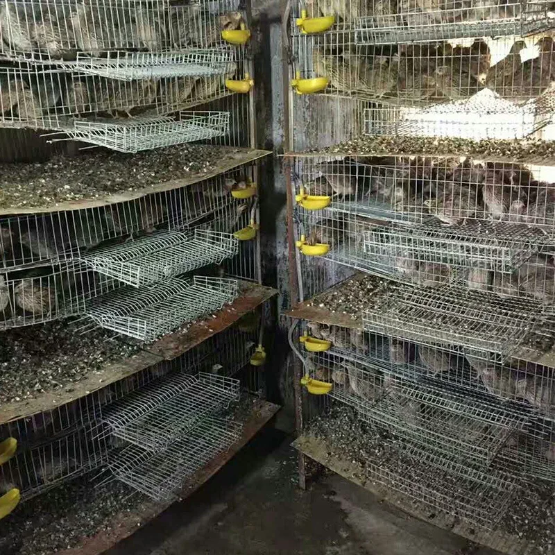 Cages of quails metal wire layer quail cage with automatic drinking system for sale