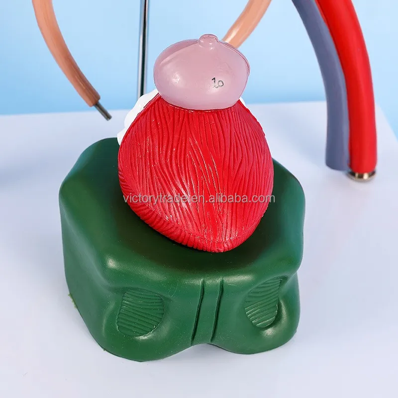 V-GF211217-1 Wholesale Human body advanced three-dimensional genitourinary system arteriovenous anatomical model