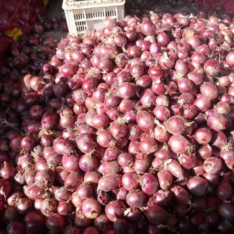 Свежий лук из Китая высокого качества красный