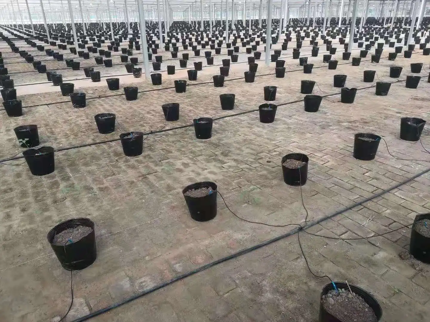 3mm Garden Agriculture Greenhouse Curved Drip Irrigation System Bent Elbow Arrow Dripper