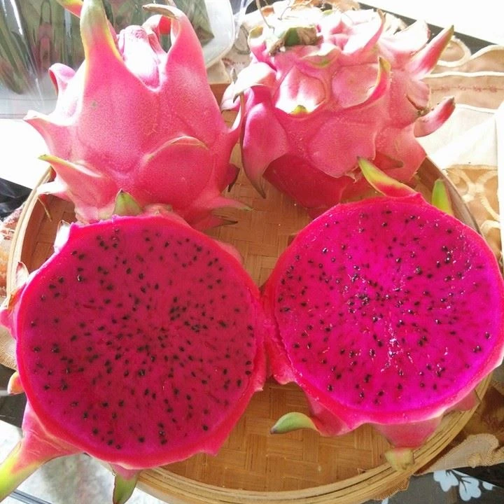 
Indonesia Organic Fresh Red Pitaya Fresh Red Dragon Fruit 