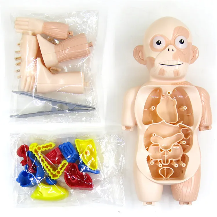 
Kids experimental teaching other educational toys human organ model puzzle toy 