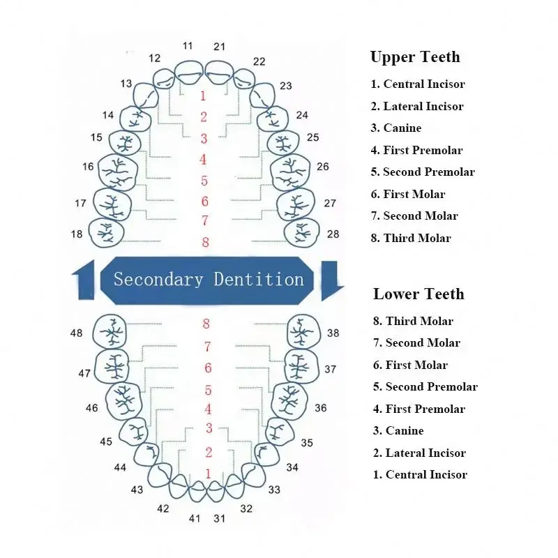 Dental Resin Human 32 Teeth Model Plastic Tooth Teaching Model Dental Refills for Dentist Student