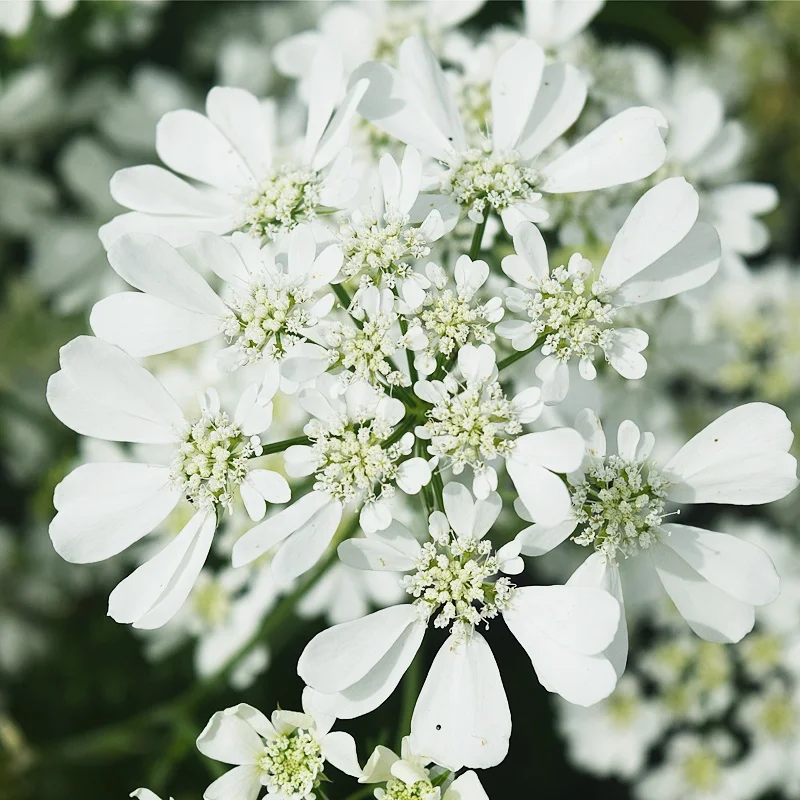 
Hot sale suitable seed flower potted Lace Flower white flower seeds 