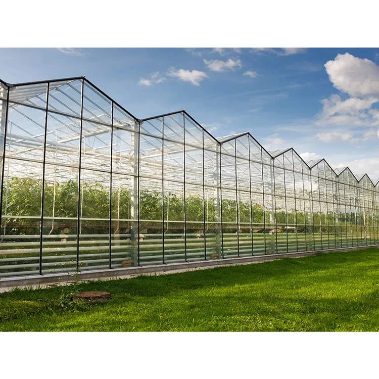 tomato planting Commercial polycarbonate Green House metal frame glass Greenhouse Agricultural Greenhouses For Sale