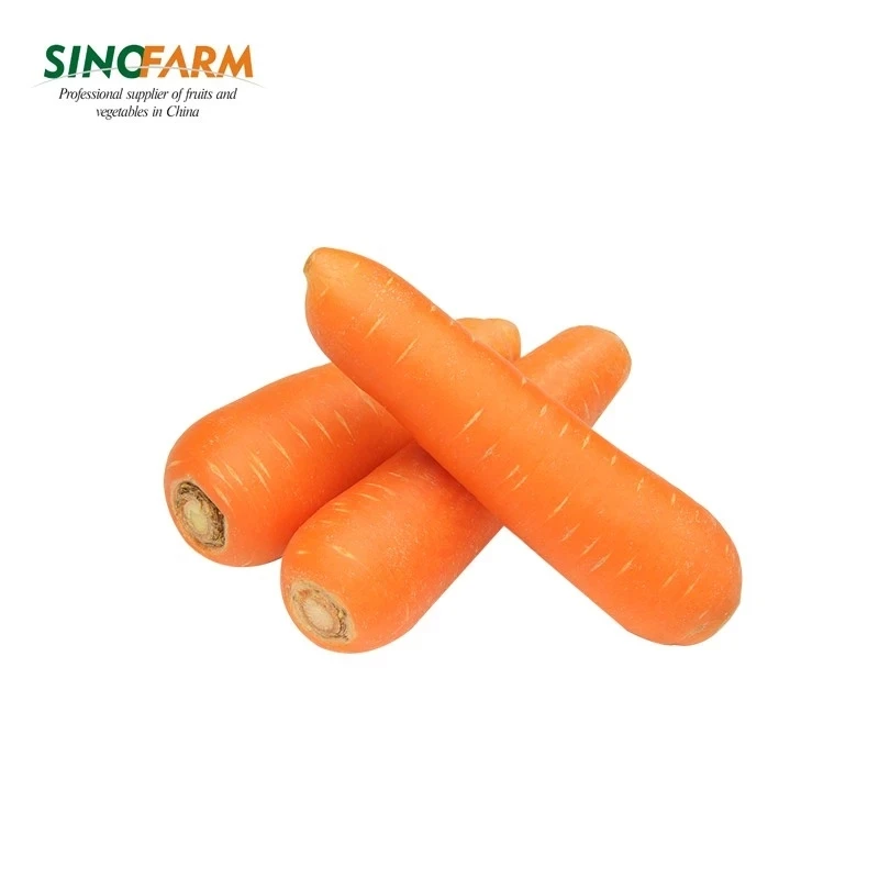 Hot Sale China Fresh Carrot Supplier Direct Farm Large Carrot For Sale