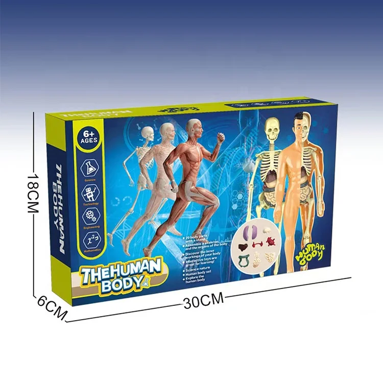 Jigsaw Puzzle Model Toy Science Kit Medica Anatomical Model Body Anatomy Early Education DIY Assembly Human Body Organ Model