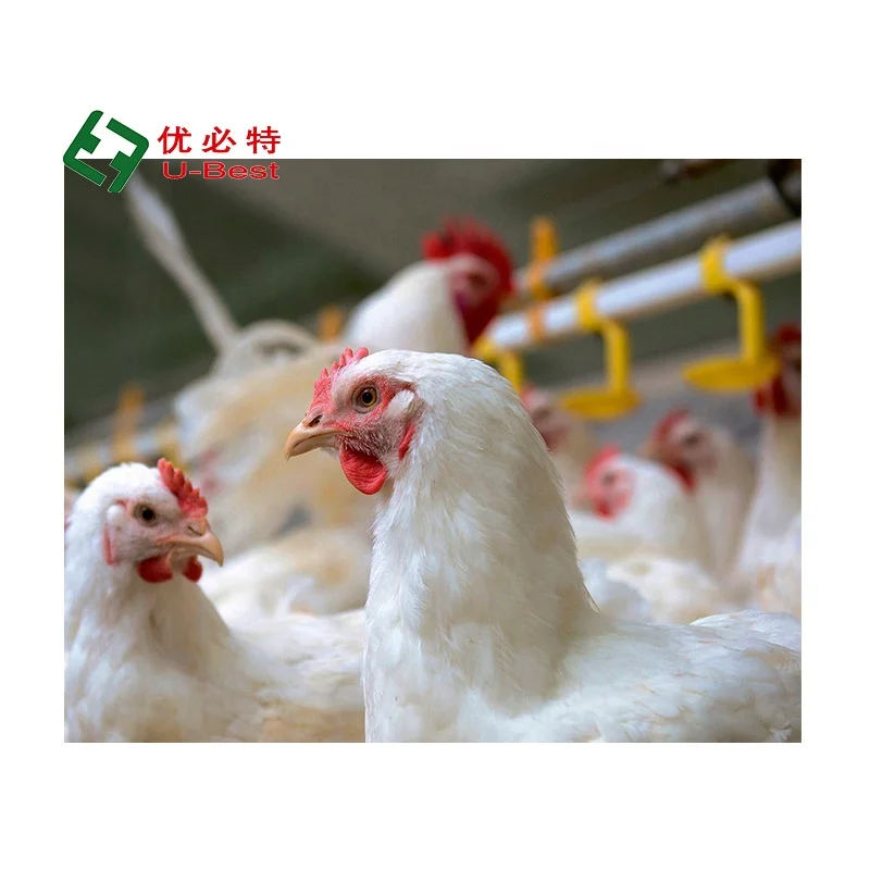 Good Quality Automatic  Broiler Feed and Drinking System Chicken Poultry Farm Equipment