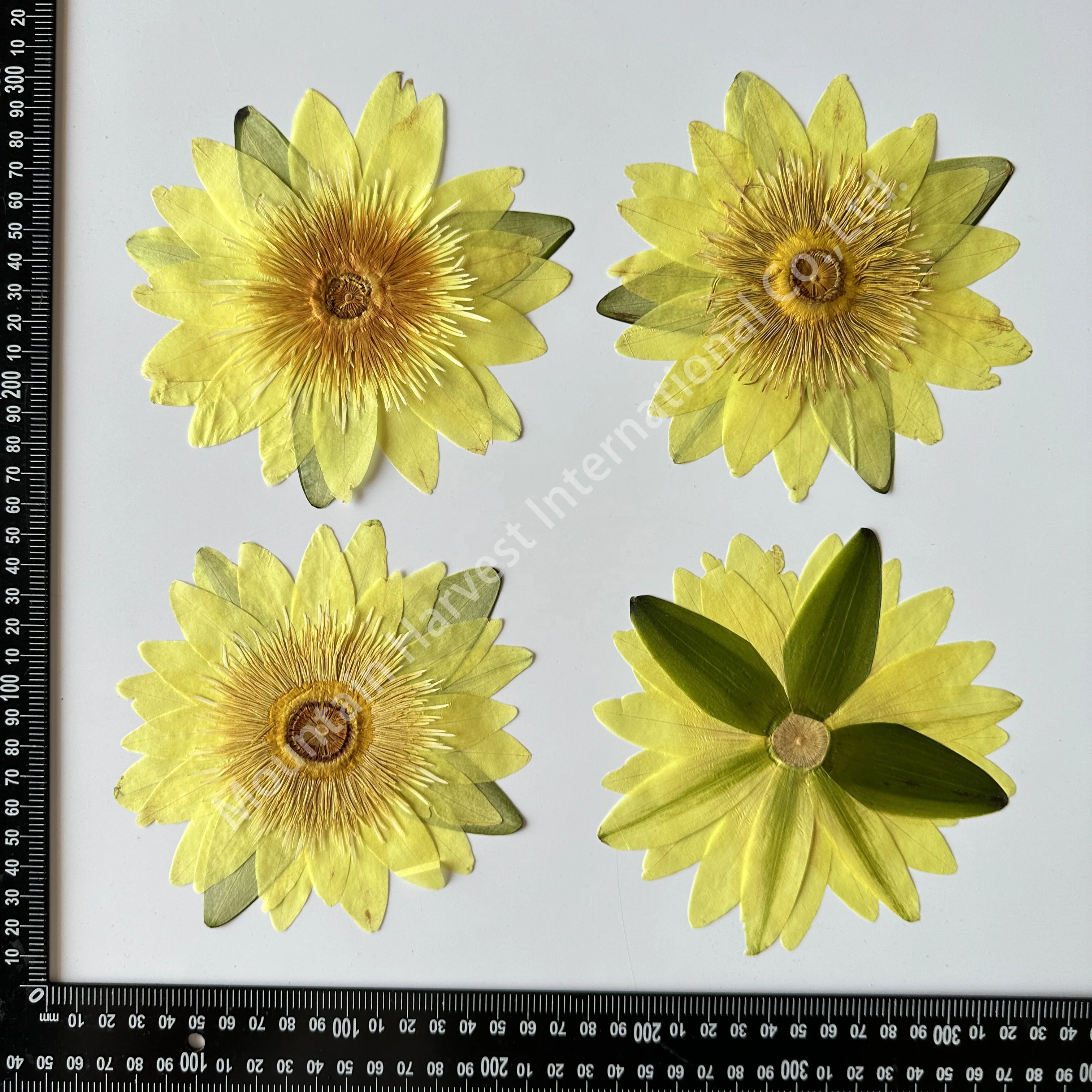 Lotus Floral Water Lily Waterlilies Pressed Flower For Photo Frame